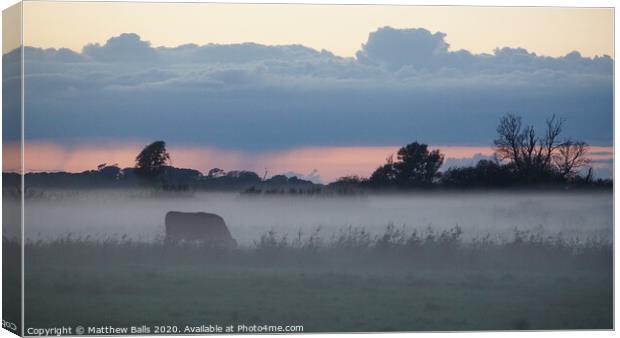Cows in the mist Canvas Print by Matthew Balls