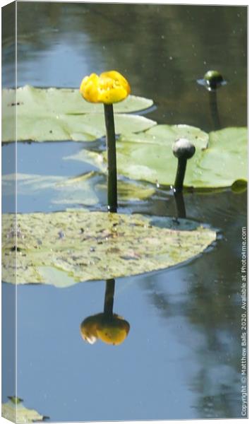 water lilly reflection Canvas Print by Matthew Balls