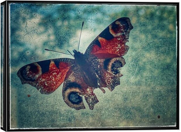 Broken Butterfly Canvas Print by Matthew Balls
