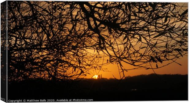 Sunsetting behind A tree Canvas Print by Matthew Balls