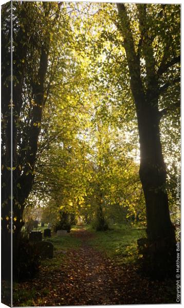 Autumn Cathedral  Canvas Print by Matthew Balls