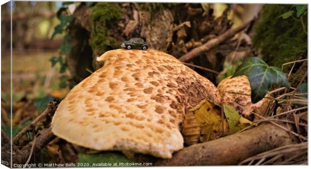 Fungus growing on a tree Canvas Print by Matthew Balls