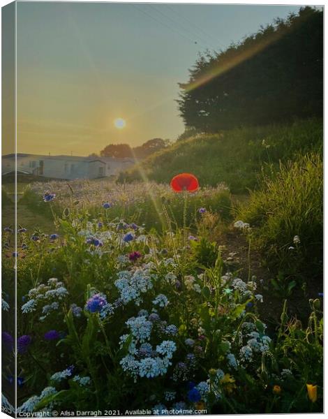 Wild Flowers at Sunset Canvas Print by Ailsa Darragh