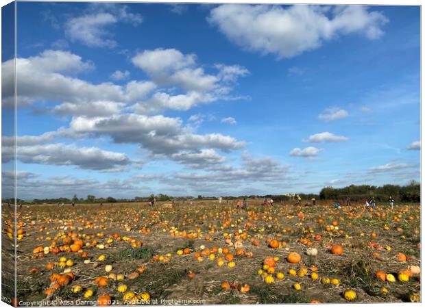 Pumpkin Patch Canvas Print by Ailsa Darragh