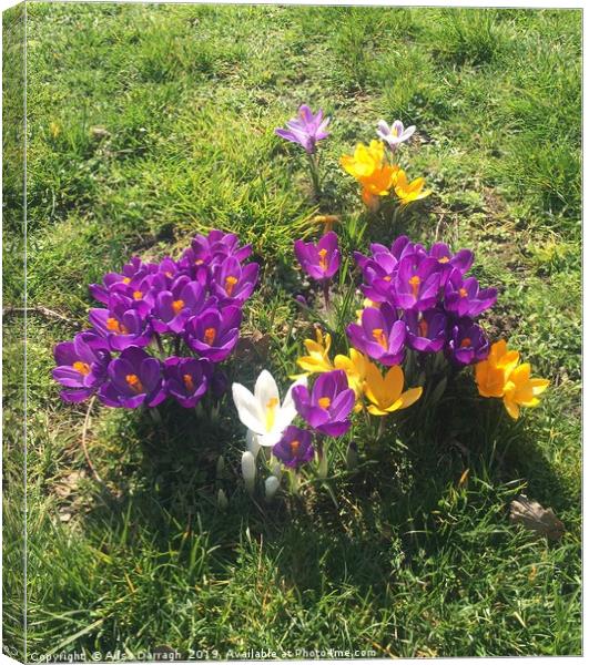 Spring Crocus flowers in bloom Canvas Print by Ailsa Darragh