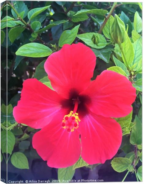 Red Hibiscus Tropical Flower Canvas Print by Ailsa Darragh