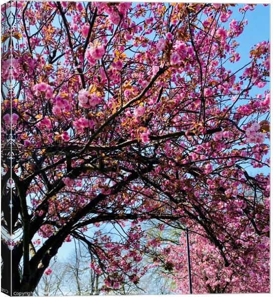 Spring Pink Cherry Blossom Canvas Print by Ailsa Darragh