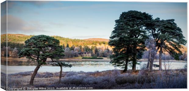 Scots Pine Trees by Loch Tulla Canvas Print by Douglas Milne