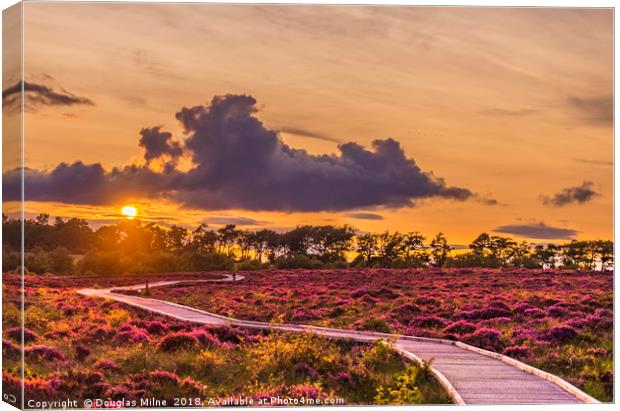 Red Moss Sunset Canvas Print by Douglas Milne