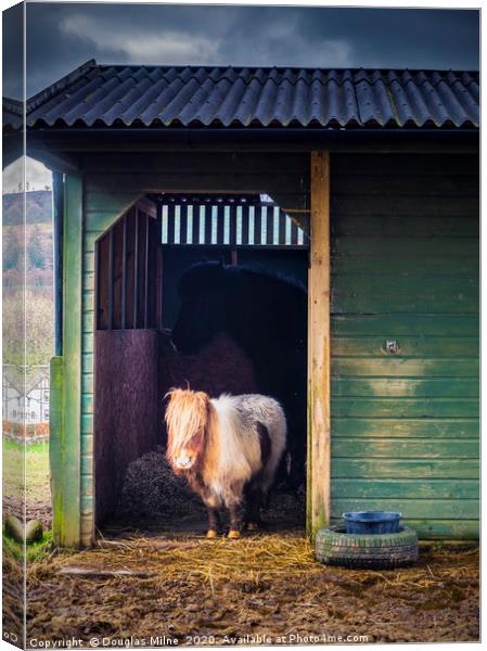 Shetland Pony in Rustic Stable Canvas Print by Douglas Milne