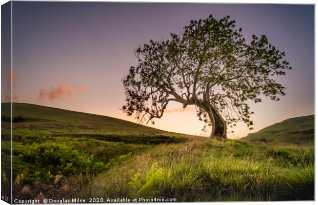 The Frandy Tree, Glen Devon Canvas Print by Douglas Milne