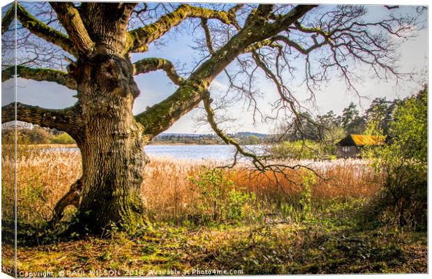 Ancient English Oak by waterside Canvas Print by PAUL WILSON