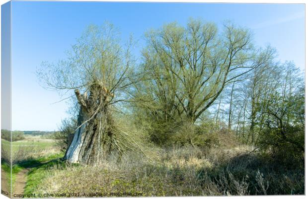Old broken willow tree Canvas Print by Clive Wells