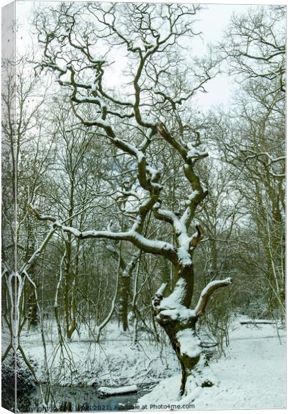 Snow covered tree Canvas Print by Clive Wells