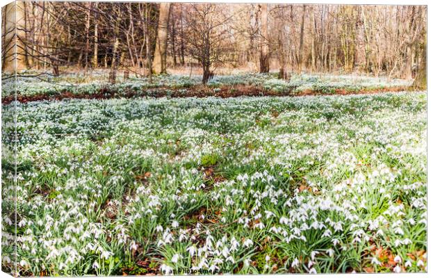 Carpet of Snowdrops at Chippenham Park Canvas Print by Clive Wells