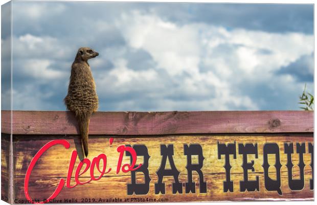 Meerkat sitting on bar sign Canvas Print by Clive Wells