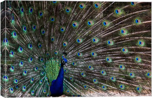 Displaying Peacock in lovely pose Canvas Print by Clive Wells