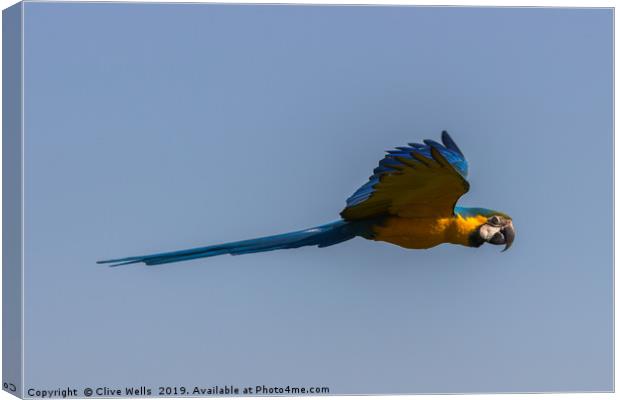 Blue-and-yellow Macaw Canvas Print by Clive Wells