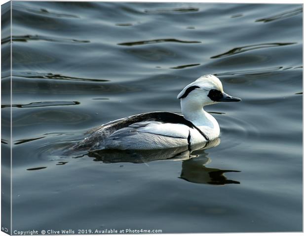 Smew Canvas Print by Clive Wells