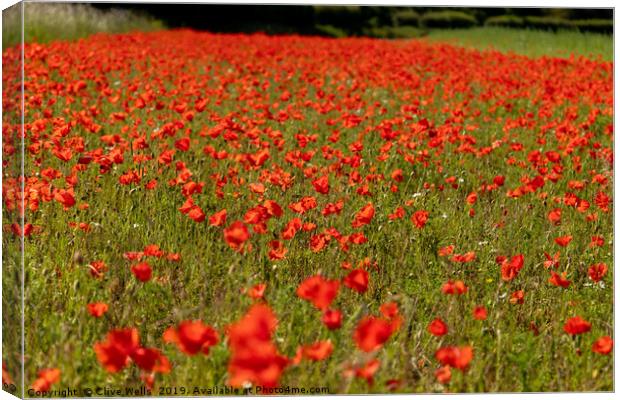 Poppies, Poppies and more Poppies Canvas Print by Clive Wells