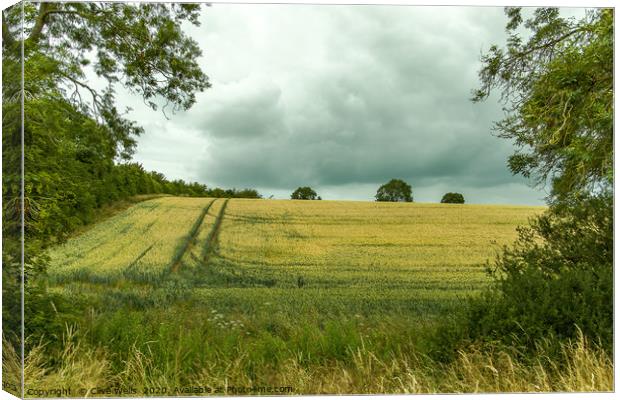 Tractor marks in the corn field at Blisworth, Nort Canvas Print by Clive Wells