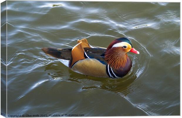 Mandarin duck Canvas Print by Clive Wells