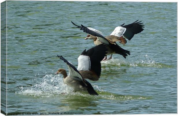 Egyptian geese Canvas Print by Clive Wells