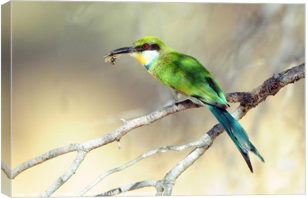 Swallow-tailed Bee-eater with bee Canvas Print by Sue Hoppe