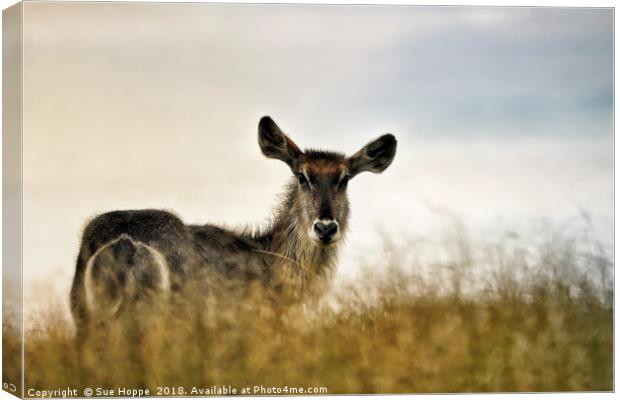 Waterbuck in long grass Canvas Print by Sue Hoppe