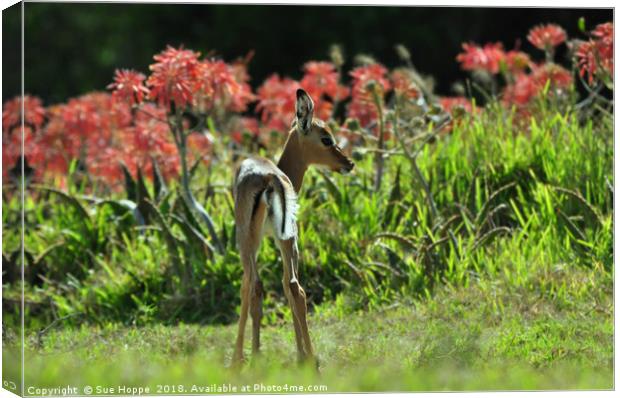 Baby Impala with aloes Canvas Print by Sue Hoppe