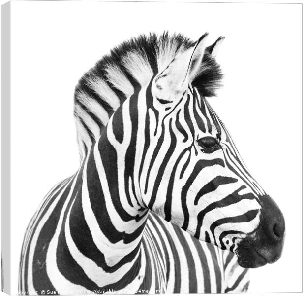 Zebra on white background Canvas Print by Sue Hoppe