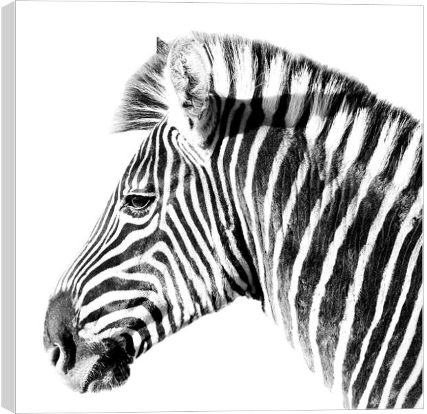 Zebra side view on white Canvas Print by Sue Hoppe