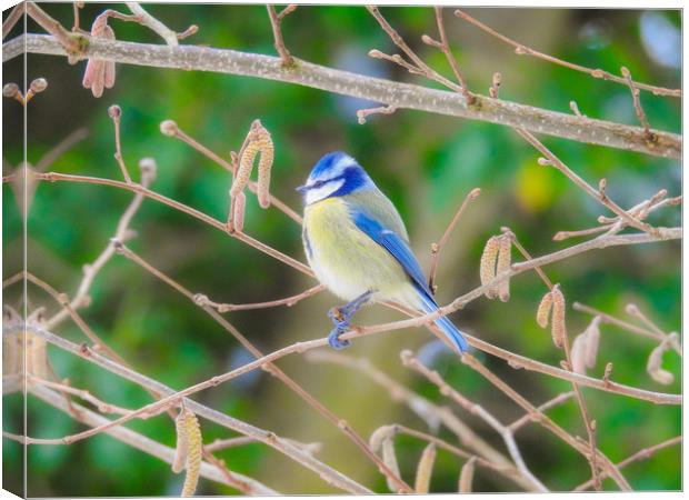 Bluetit Canvas Print by Peter Ash