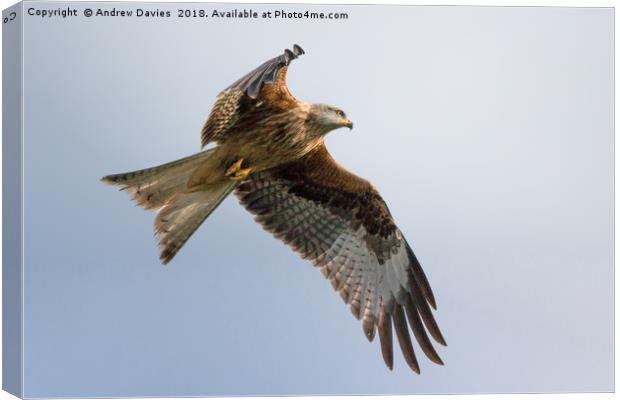 Red Kite Portrait Canvas Print by Drew Davies