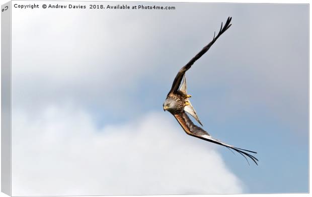 Red Kite of Brecon Beacons Canvas Print by Drew Davies