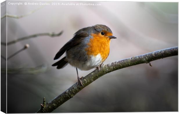 Robin Portrait Canvas Print by Drew Davies