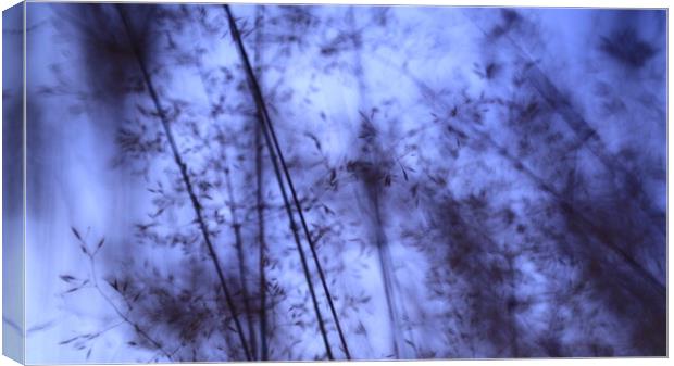 Meadow in dark blue night  Canvas Print by Roman Zajíc