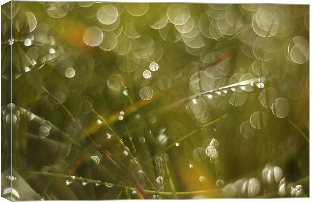 Morning dew of water Canvas Print by Roman Zajíc