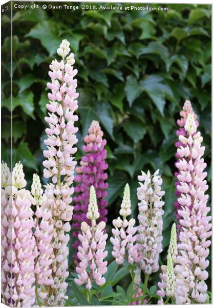 Lupins  Canvas Print by Dawn Tonge
