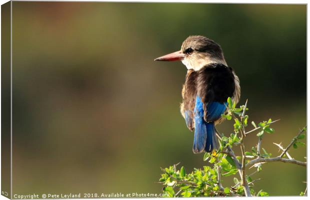 Brown Hooded Kingfisher Canvas Print by Pete Leyland