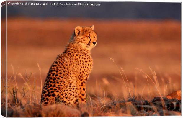 Cheetah Sunset Canvas Print by Pete Leyland