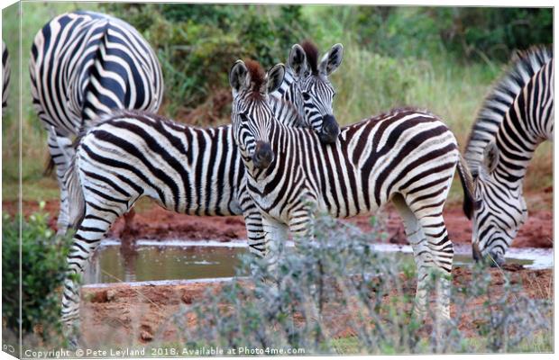 Striped Friends Canvas Print by Pete Leyland