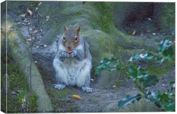 A squirrel sitting eating Canvas Print by Bob Hall