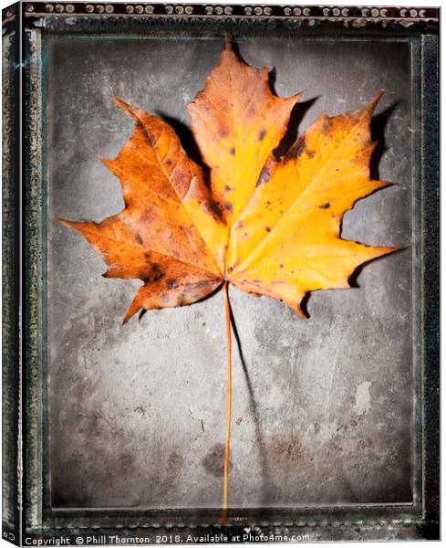 Maple Leaf on Slate Canvas Print by Phill Thornton