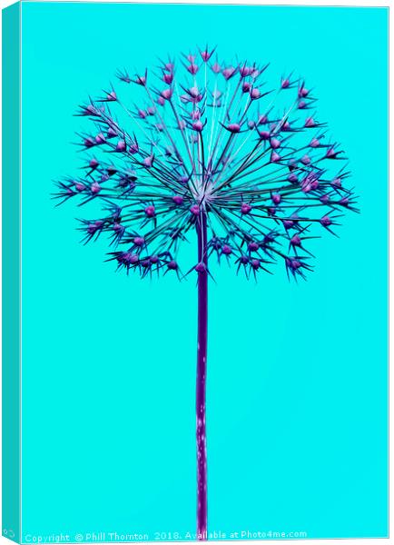 Abstract Allium No.4 Canvas Print by Phill Thornton