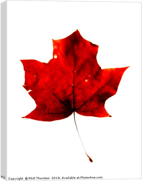 Maple Leaf on White. Canvas Print by Phill Thornton