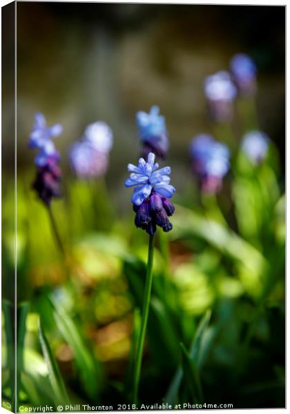A Flowering Two-Tone Grape Hyacinths. Canvas Print by Phill Thornton