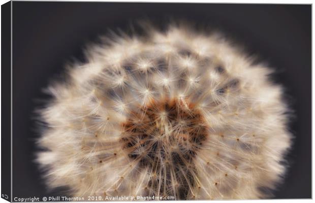 Close up of a Dandelion head. Canvas Print by Phill Thornton