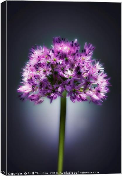 Single purple Allium. Canvas Print by Phill Thornton