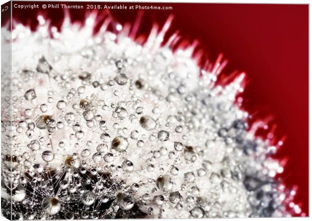 Abstract close up of a Dandelion head, with dew. Canvas Print by Phill Thornton